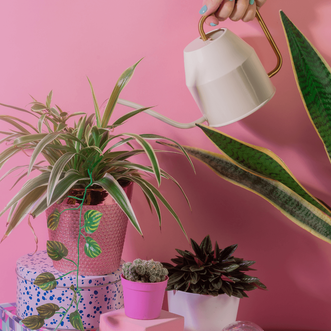 12 Best Gifts for Plant Lovers 2022 The Botanical Bar