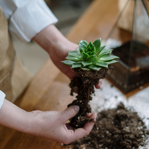12 Essential Plant Care Tips for Thriving Houseplants