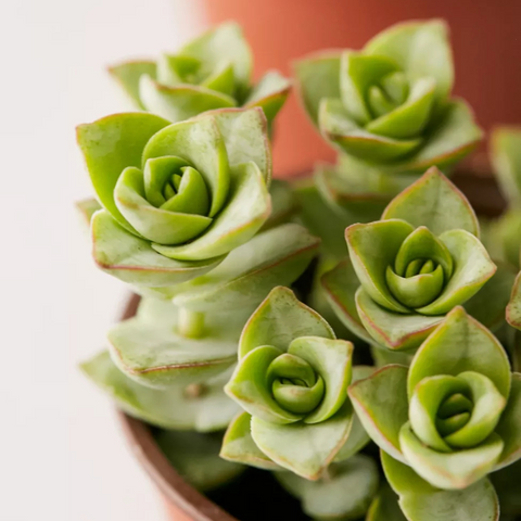 3 Lucky Houseplants to Welcome Good Fortune Into Your Home (And How to Care for Them)