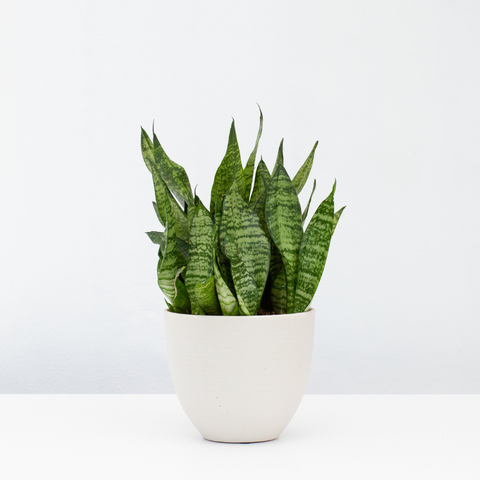 5 Best Air-Purifying Houseplants to Breathe Cleaner, Fresher Air at Home