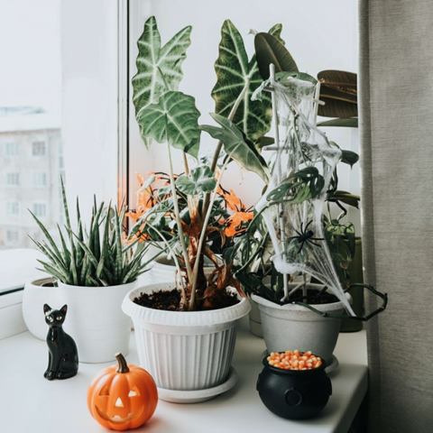 5 Moody Plants for Halloween
