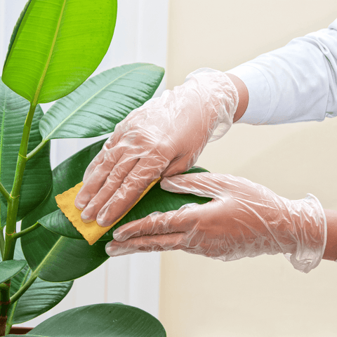 5 Tips for Moving Your Houseplants Indoors for the Season