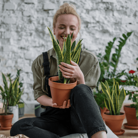 5 Ways To Celebrate National Appreciation Houseplant Day - 2022