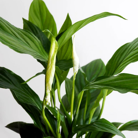 6 Houseplants That Clean the Air