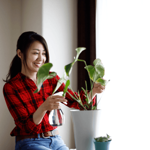 A Guide To Nourishing Your Houseplants With Fertilizer