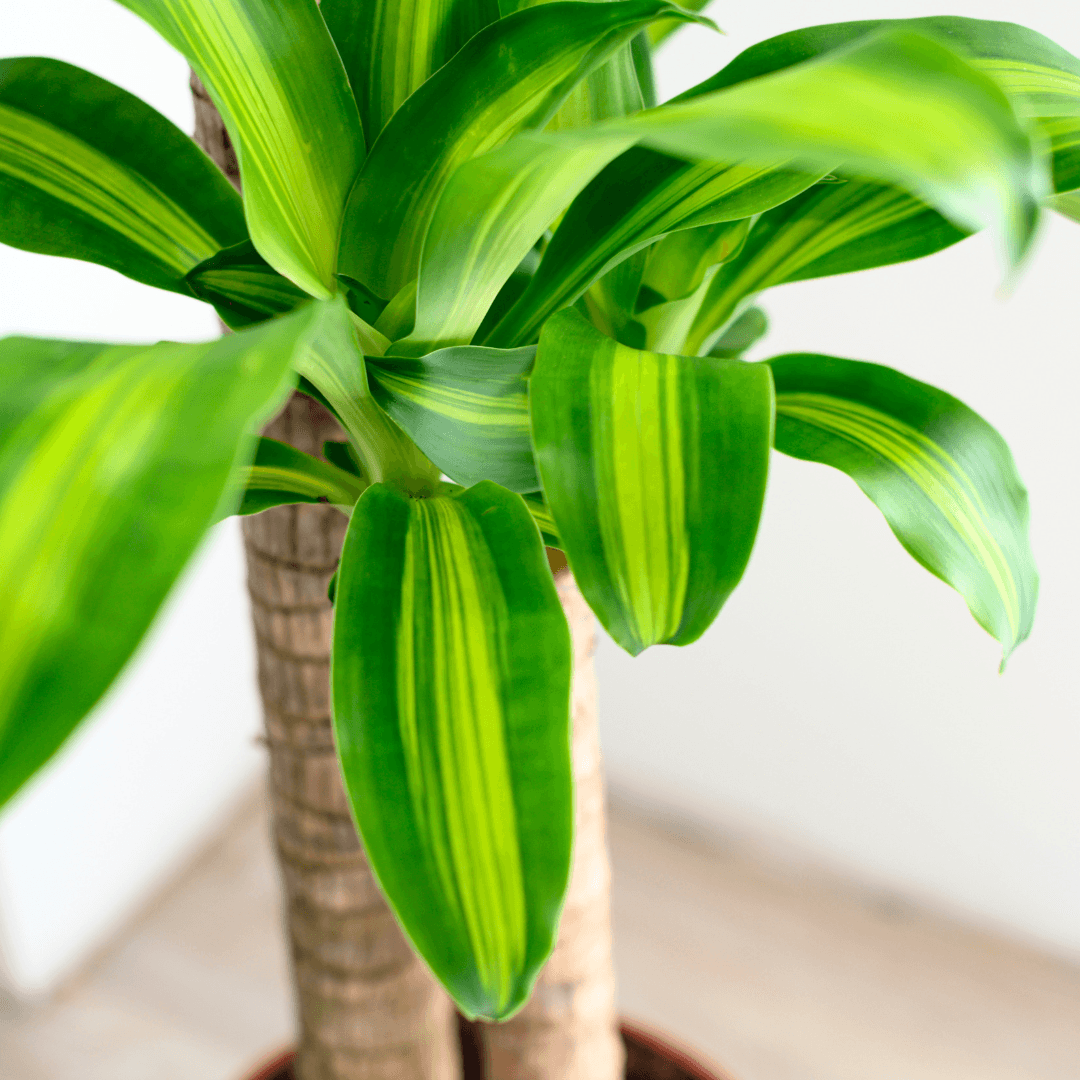 A Guide to Growing and Caring for Corn Plant (Dracaena) – The