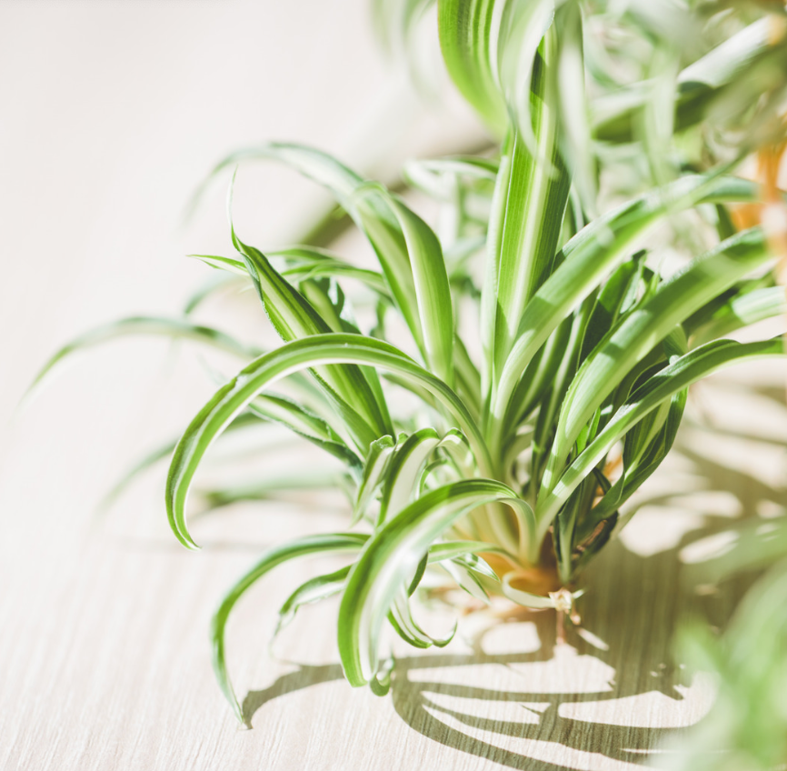 Best Plants to Buy This Fall: Your Guide to Seasonal Houseplants | The  Botanical Bar