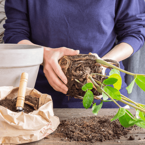 Breathe Easy with our Expert Repotting Services at The Botanical Bar