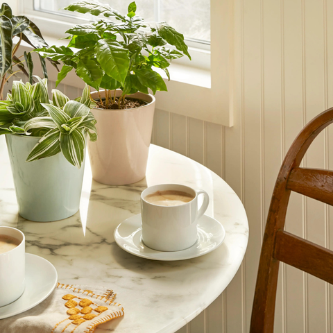 Brewing Up Plant Care: How to Recycle Coffee Grounds for Happy Houseplants