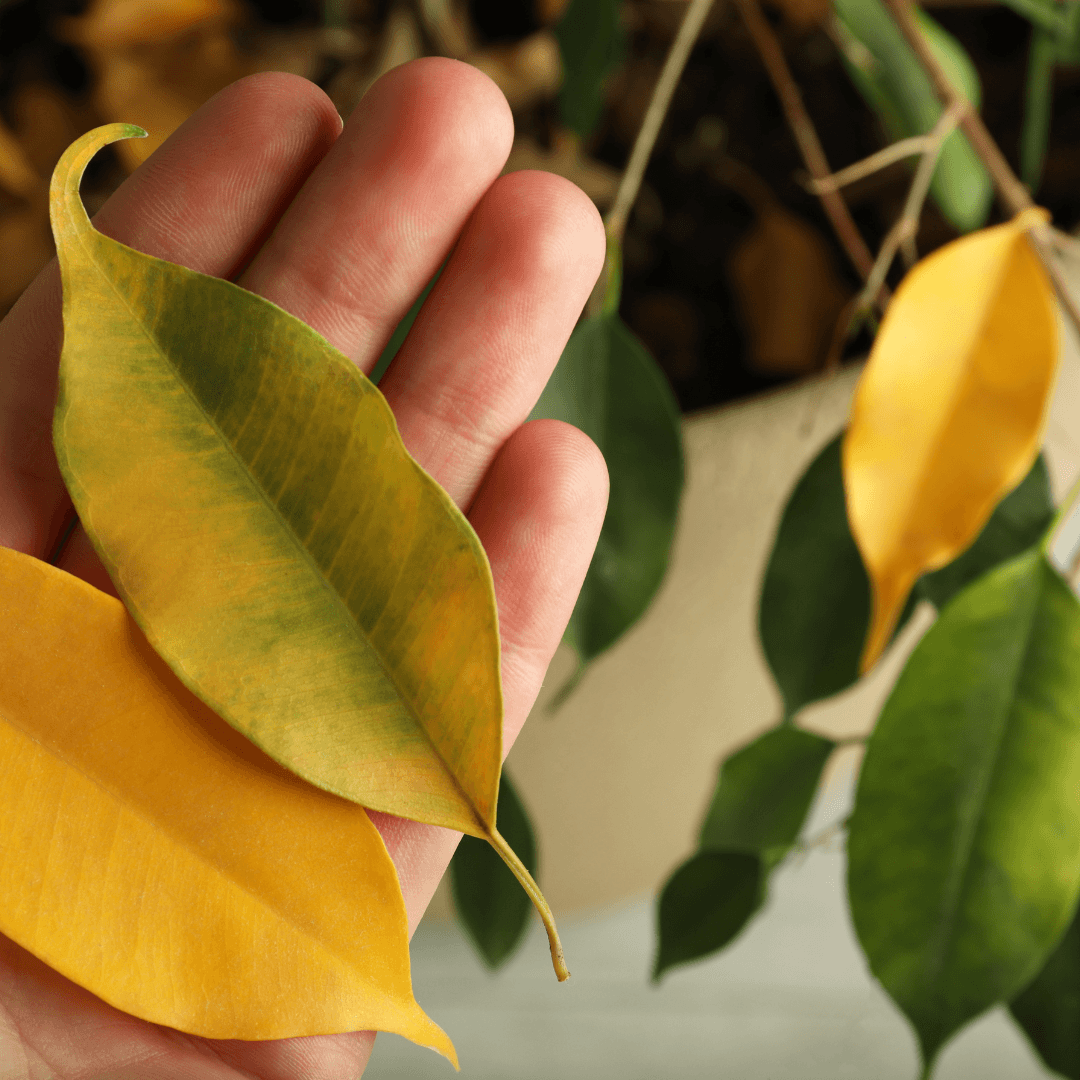 Decoding the Mystery Why Do Houseplant Leaves Turn Yellow? The