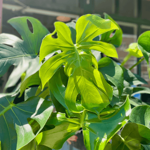 Embrace the Summer Greenery: Tips for Transitioning Your Houseplants