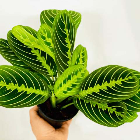Essential Tips For Growing And Caring For Lemon Lime Maranta