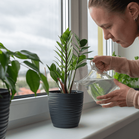 Essential Tips for Preparing Your Indoor Houseplants Before Vacation