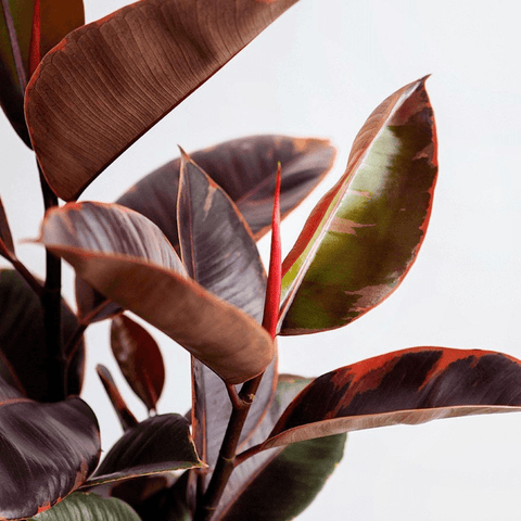 Find The Perfect Houseplant According To Your Zodiac