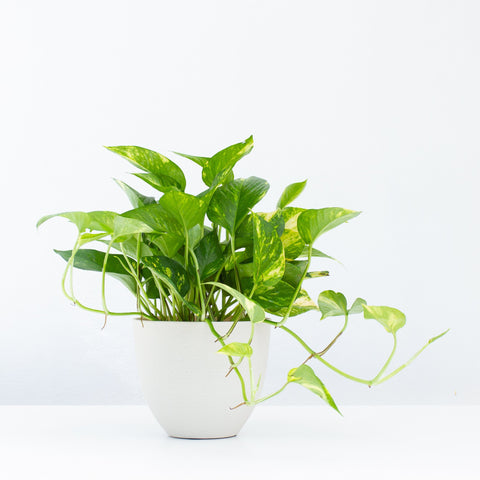 Golden Pothos Plant Care