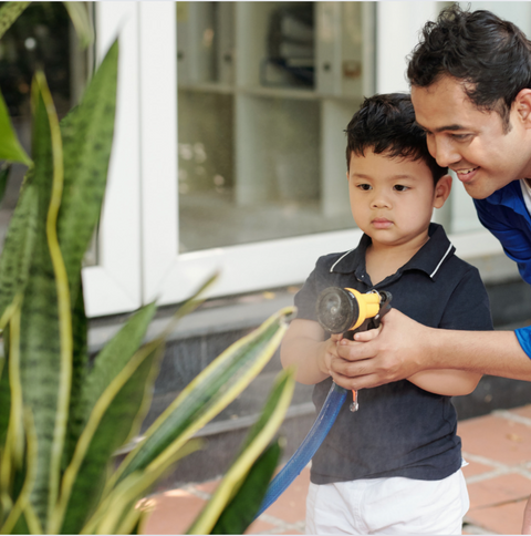 HousePlants for Every Dad for Father's Day