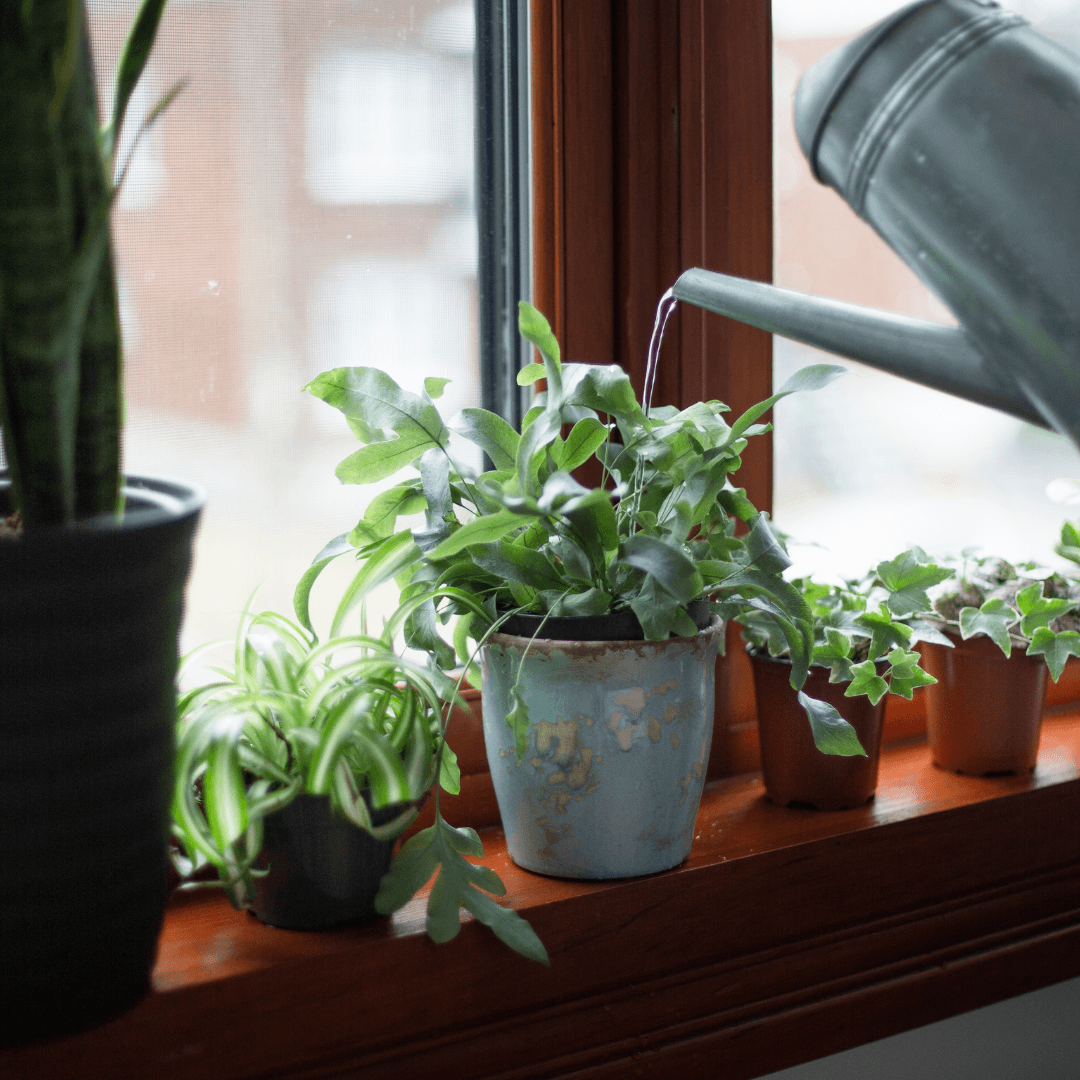 Houseplant Care Reasons Why Your Houseplant Leaves Turn Yellow Or