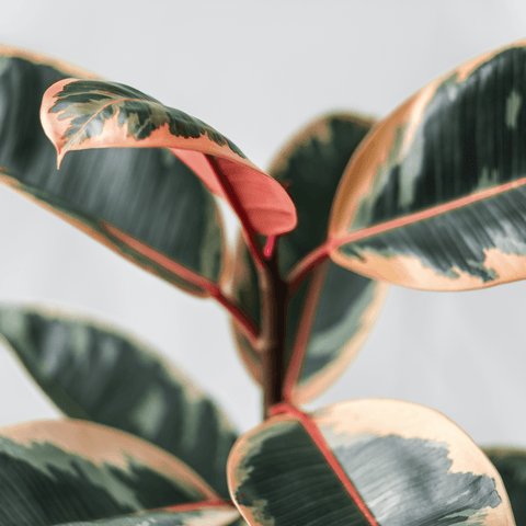 Houseplants That Clean the Air
