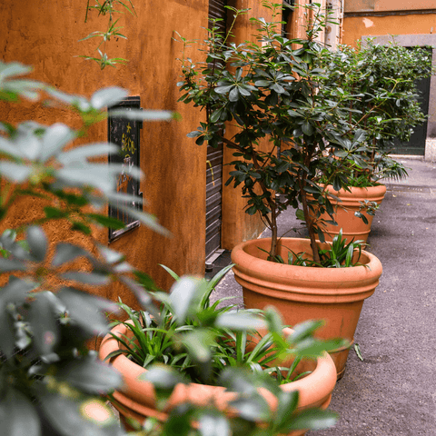 How to Acclimate Your Houseplant for Summer
