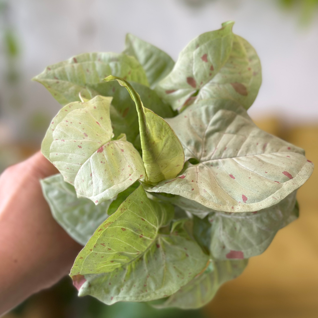 How to Care for Your Arrowhead Confetti Plant (Syngonium podophyllum ' |  The Botanical Bar