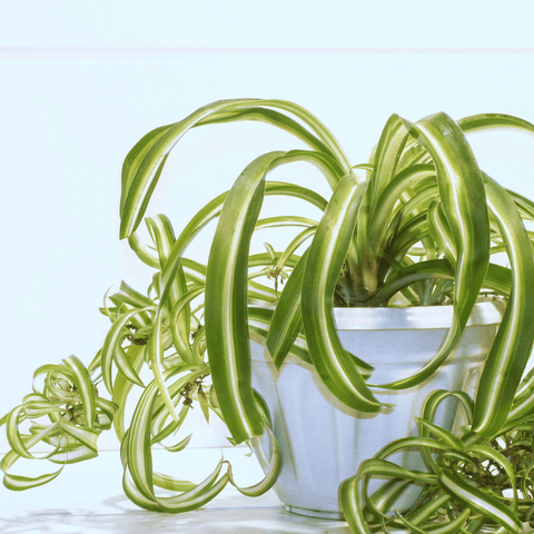 How to Care for a Spider Plant