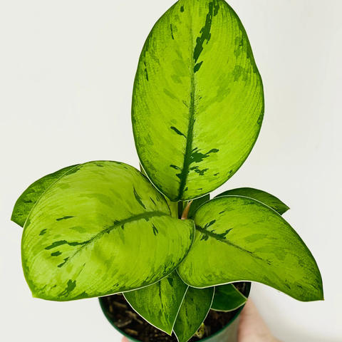 How to Care for the Homalomena ‘Selby’