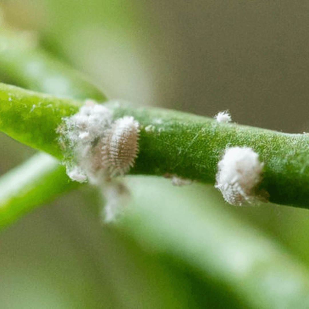 HOW TO GET RID OF MEALYBUGS ON YOUR HOUSEPLANTS, FOR GOOD! The
