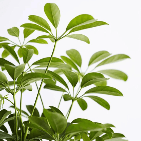 How to care for a Dwarf Umbrella Tree