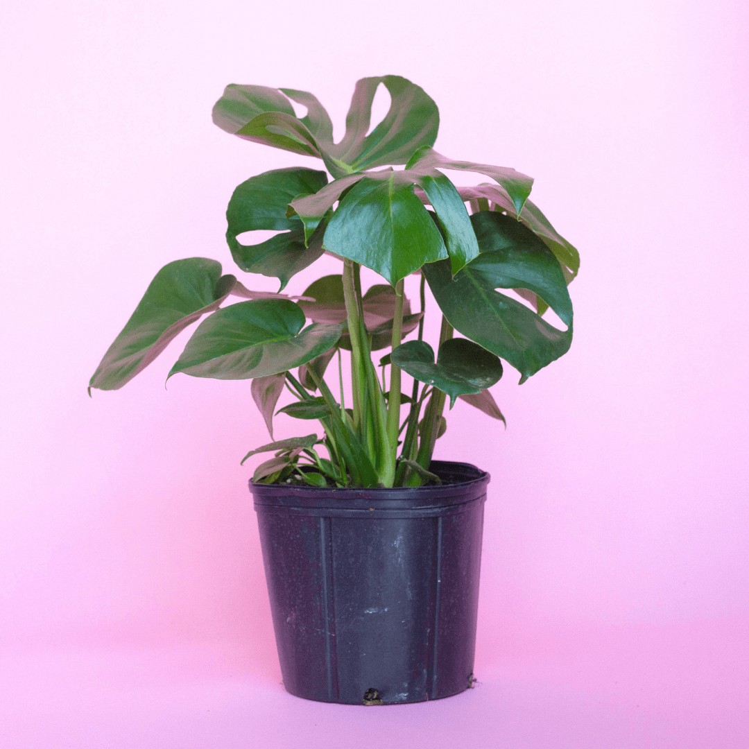 Monstera Care 101: Water, Light & Growing Tips