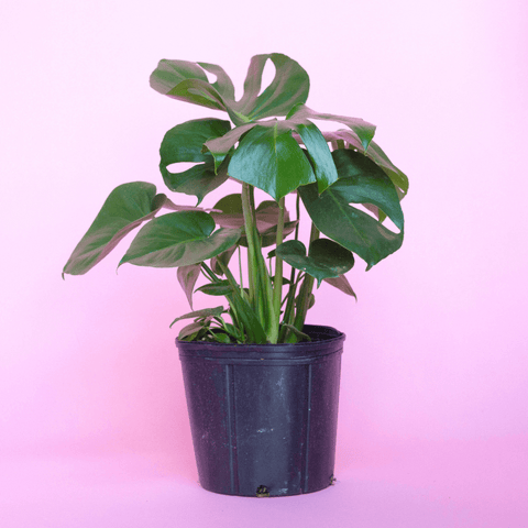 How to care for a Monstera Deliciosa