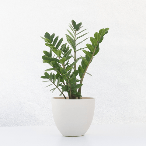 How to care for a ZZ plant