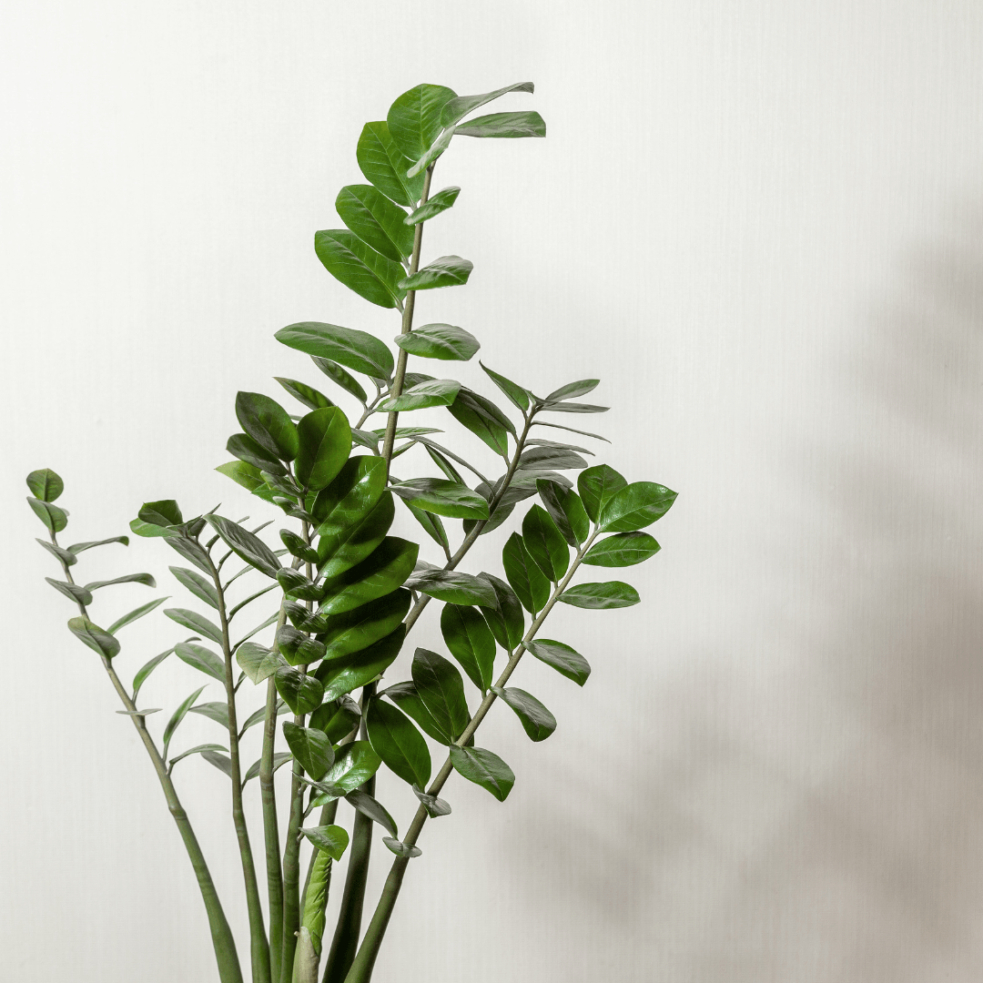 Low Light Houseplants to Brighten Up Your Home The Botanical Bar