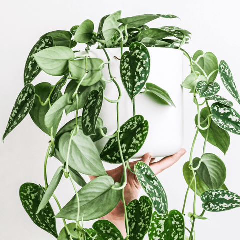 Plant Care Basics: Caring For A Satin Pothos