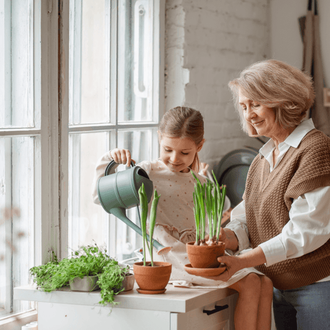 Plant Care Essentials: Finding the Best Fertilizer for Your Houseplants