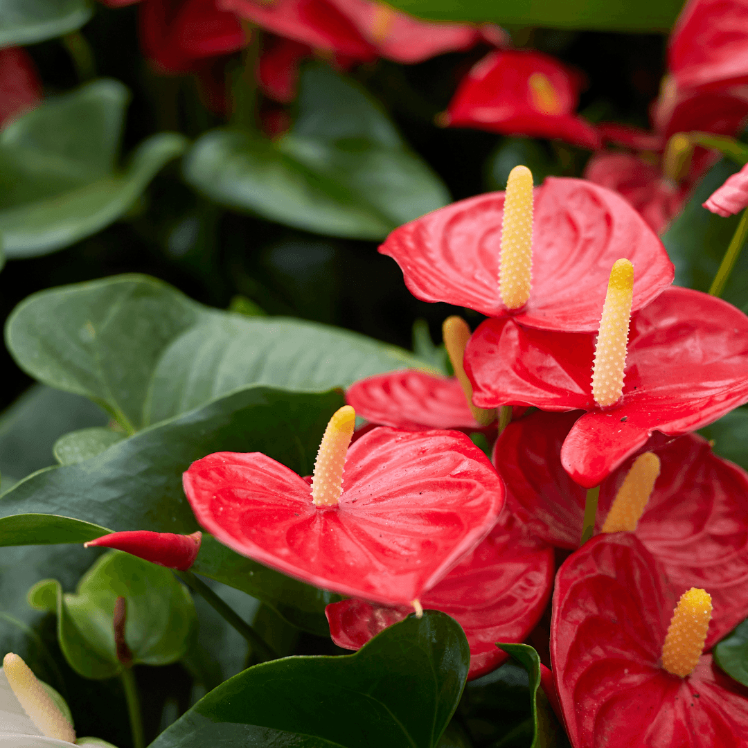 Red Anthurium Care red-anthurium-care