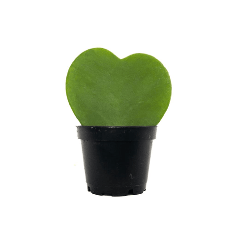Plant Subscription Boxes - New Way to Become a Plant Parent