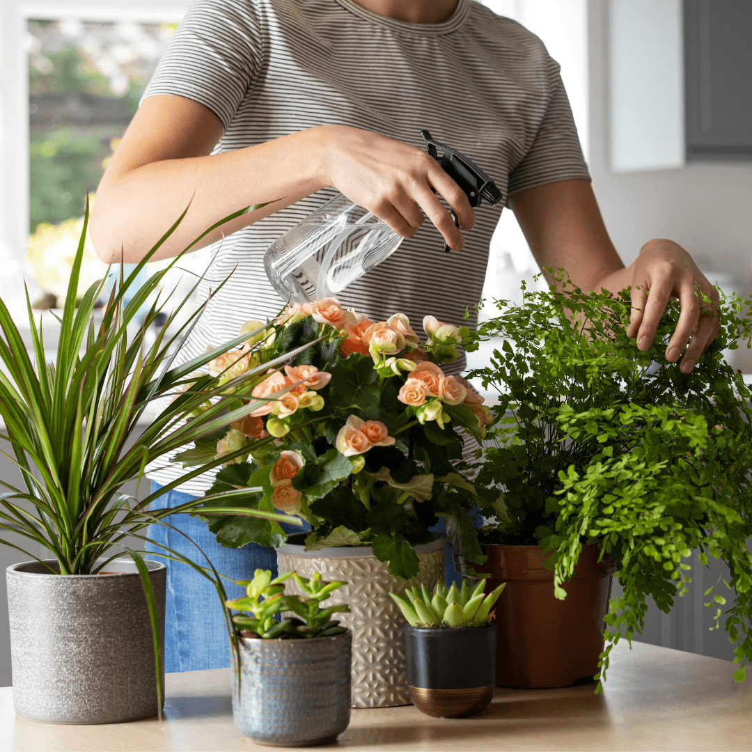 Protect Your Houseplants Keep Fungus Gnats Away The Botanical Bar