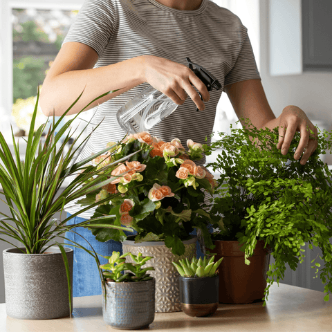 Protect Your Houseplants: Keep Fungus Gnats Away