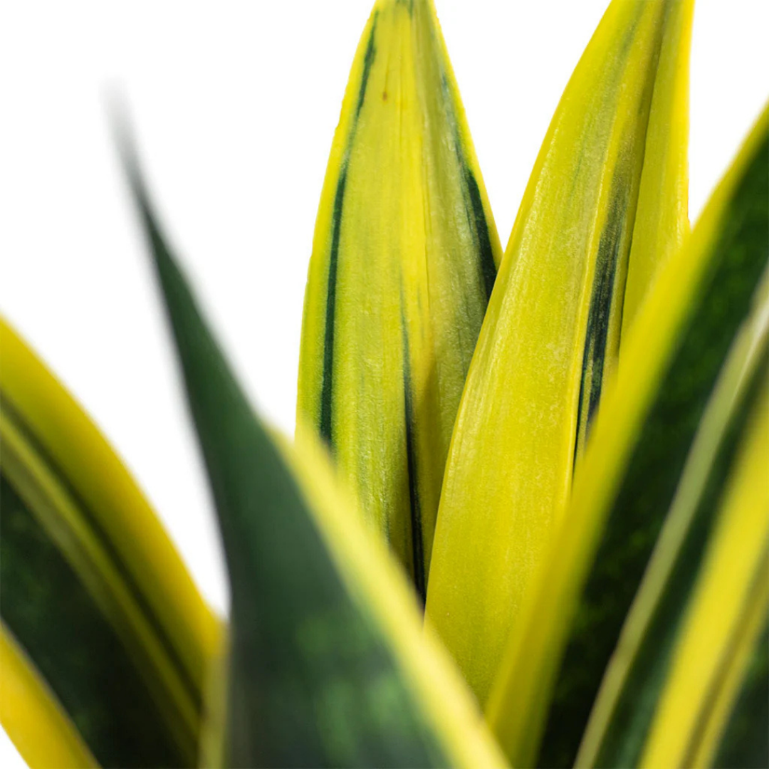 How to Care for the Sansevieria 'Golden Flame' | The Botanical Bar