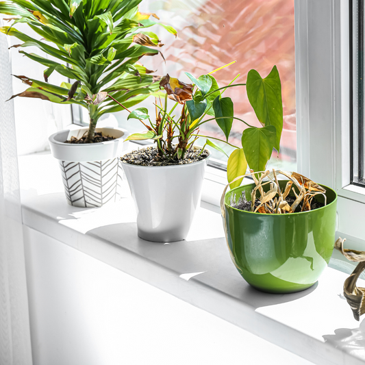 Spring Forward: How to Prepare Your Houseplants for the Season