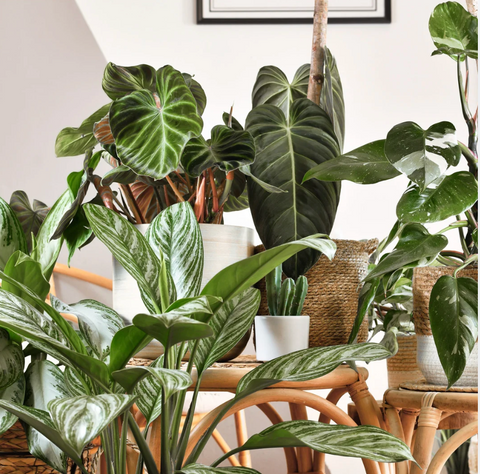 Summer Plant Care 101: Tips from The Botanical Bar