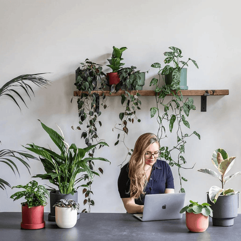 The Benefits Of Adding Houseplants To Your Office Space