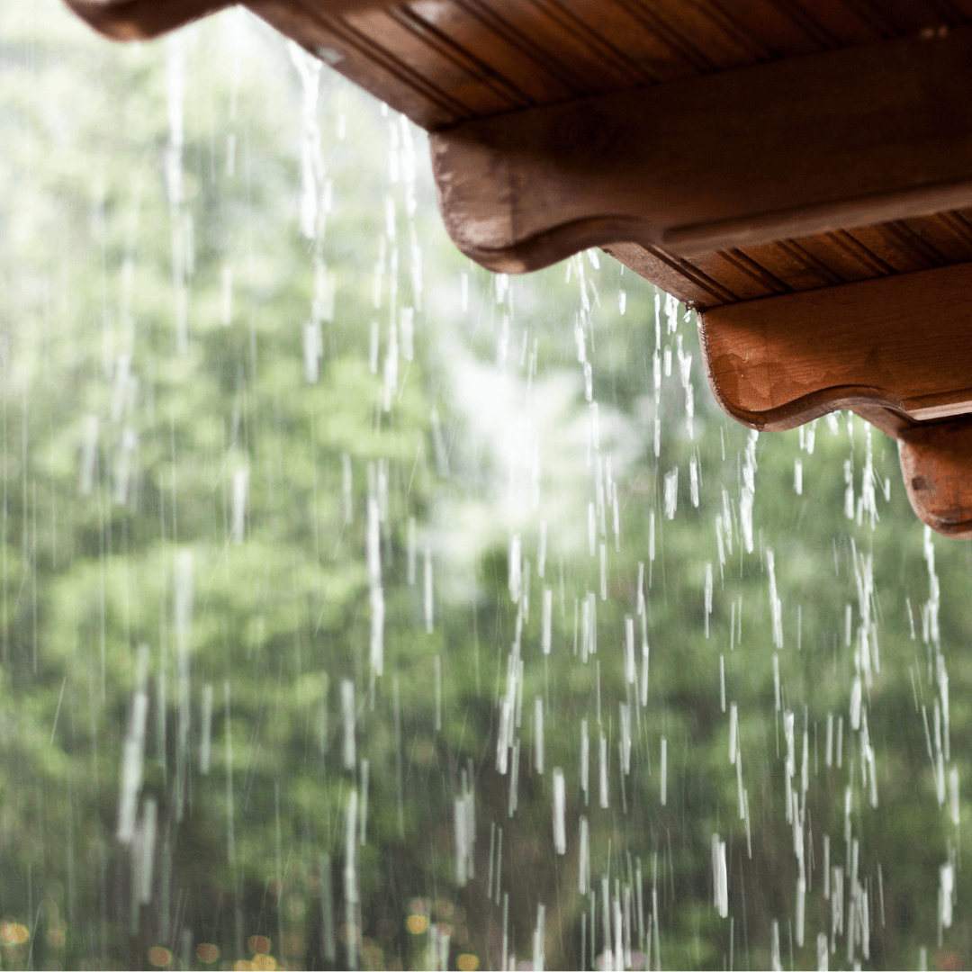 The Benefits of Rainwater for Indoor Houseplants A Natural Elixir for