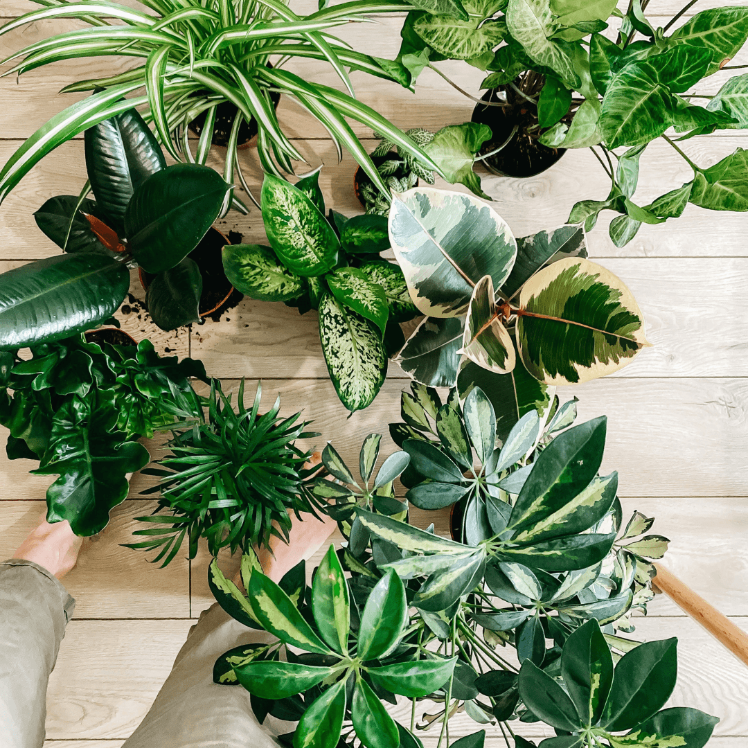The Best Plants for Air Purification Improving Indoor Air Quality