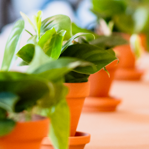 The Best Plants for Air Purification: Improving Indoor Air Quality Naturally