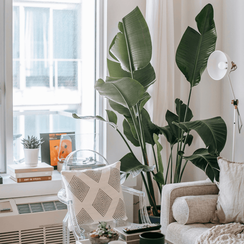 The Healing Power of Plants: Exploring the Benefits of Indoor Greenery