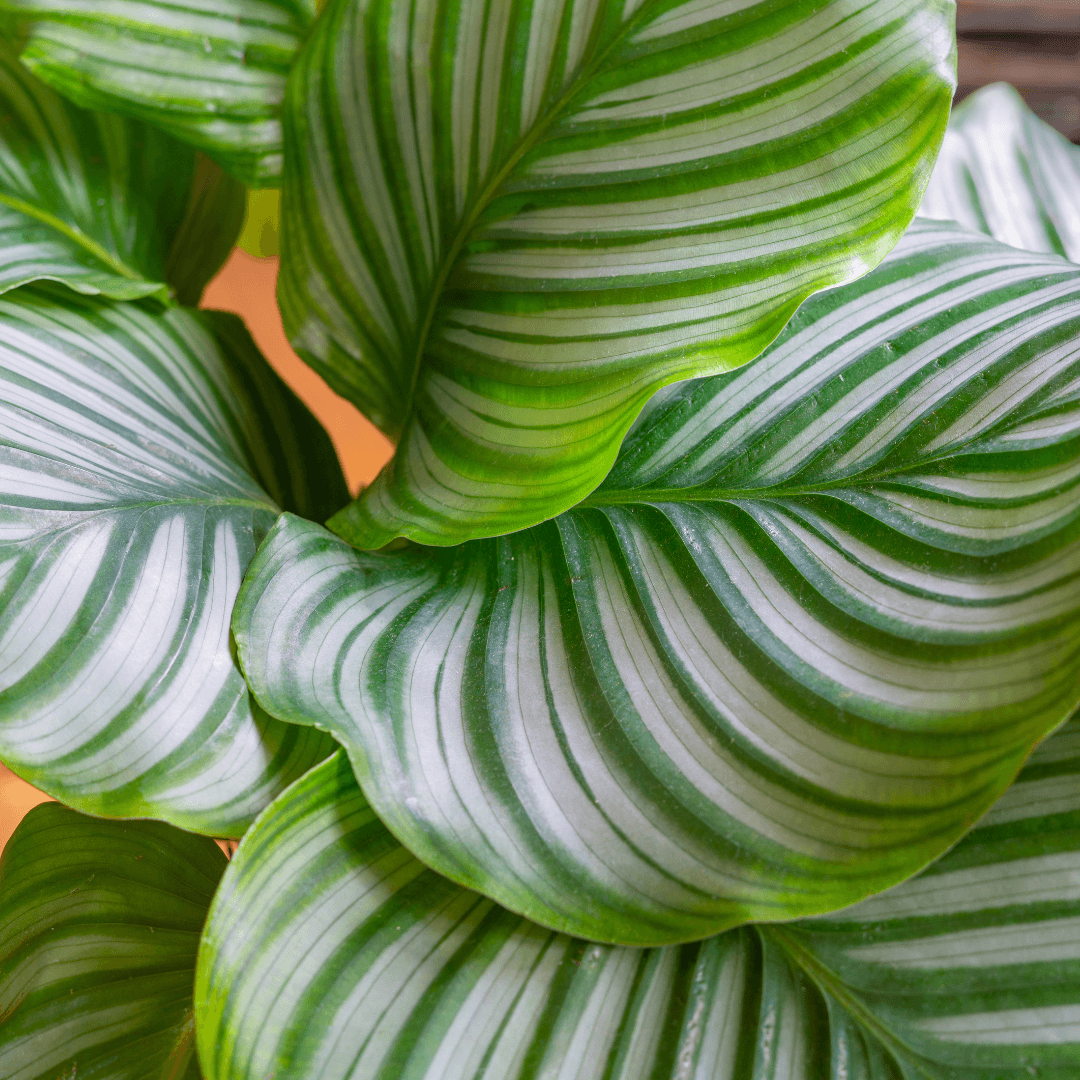 The Ultimate Guide: How to Care for Calathea Orbifolia | The Botanical Bar