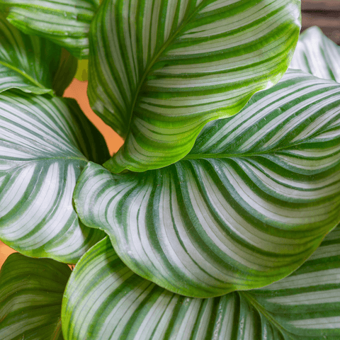 The Ultimate Guide: How to Care for Calathea Orbifolia