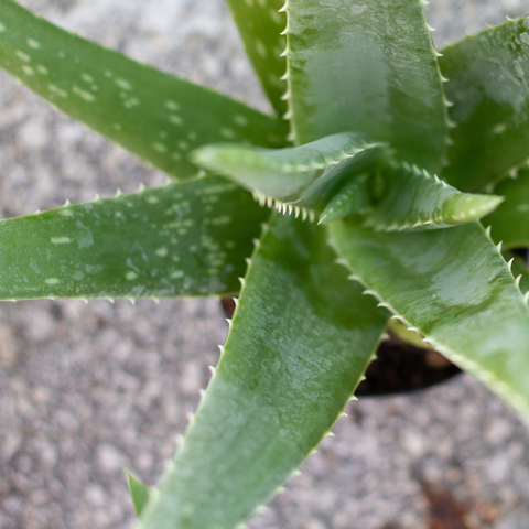 Top 5 Houseplants That Can Tolerate Extreme Heat