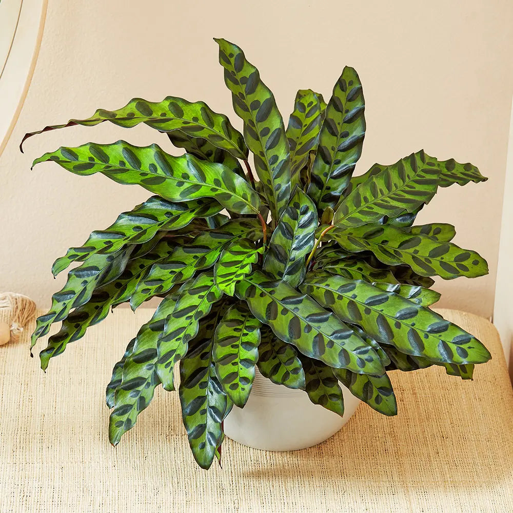 monstera plant real Monstera Deliciosa XXL main image 0